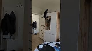 going up was easier  #cat #funnycat