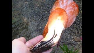 Flamingo Feeding (American Flamingo)