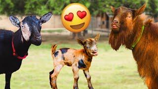 OMG, never thought we'd ACTUALLY get this color combo! (miniature goat birth)