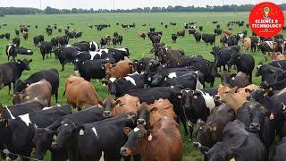 AMAZING CATTLE FARMING-MODERN HIGH-TECH LIVESTOCK SLAUGHTERHOUSE-HOW TO REAR CALVES?-BEEF PRODUCTION