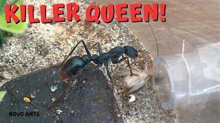 Killer queen ant! Bull ants - Ant Keeping