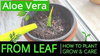 How to Plant & Grow Aloe Vera at Home from Leaf? Planting & Caring Aloe Vera in a Pot