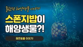 [ 해양생물 이야기] 4 몰랐던 해양생물이야기 - 해면동물