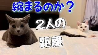 ロシアンブルー |新入り子猫を迎えて1ヶ月[Russian Blue]