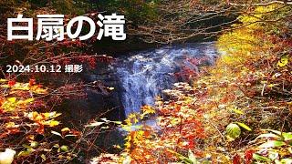 【白扇の滝】白扇の滝の紅葉　(2024.10.12 撮影)