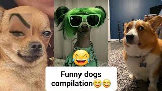 Dogs doing funny things- best of the month