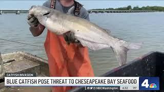 Blue catfish threaten Chesapeake Bay seafood | NBC4 Washington