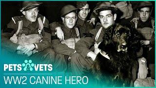 Newfoundland Dog Saves Canadian Platoon During WW2 | Pet Heroes