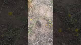 Ежик бежит и сворачивается клубком / The hedgehog runs and curls up into a ball