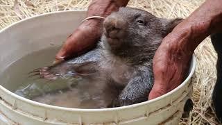 Kangaloola Wildlife Shelter - A 2nd Chance At Life - 720p