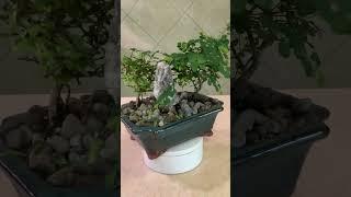 The Tropical Bonsai Inc. Mountain Antidesma (Blue Bell)