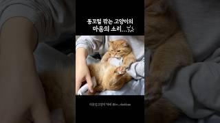 돈꼬털 깎는 고양이 마음의 소리