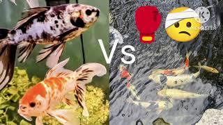 Shubunkin Goldfish vs Koi.  Which one is better? Which one is right for me?#shubunkin #koi