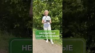 Редкие сорта клубники 