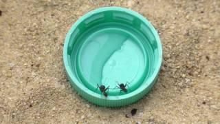 Camponotus nicobarensis: Erste Erkundung