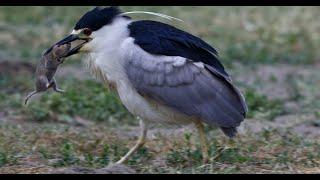 Black Crown Heron catches gopher and uses rib bone for bait