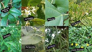 IDENTIFICAÇÃO DE 10 ERVAS MEDICINAIS/ FARMÁCIA NO QUINTAL