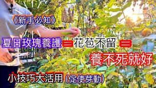 《新手必知》炎夏玫瑰養護重點與如何促使玫瑰動芽（實例分享）｜玫瑰不養多..開始整理