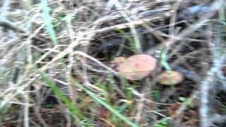 Psilocybe Azurescens  Fairy Ring  Washington PNW