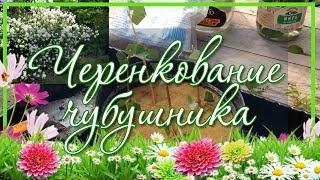  Черенкование роз / Размножение роз черенками, ч.2
