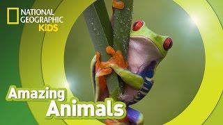 Red-eyed Tree Frog  | Amazing Animals