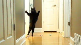 Funny Crazy Cats! - Cole and Marmalade