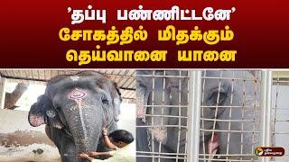 சோகத்தில் மிதக்கும் தெய்வானை யானை | Thiruchendur