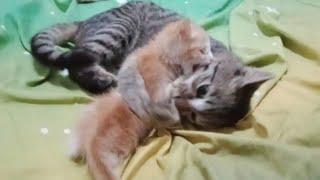 Милый и забавный маленький рыжий котенок с кошкой || видио с кошками