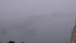 Beauty of flocking birds ( migratory birds in BIKANER INDIA )