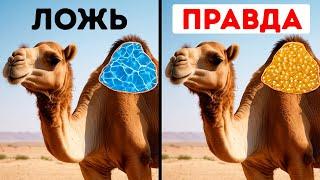 50+ Фактов о животных, о которых нам не рассказывали на уроках биологии