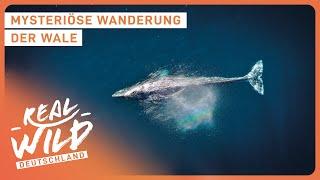 Unterwasser Doku zum Einschlafen | Real Wild Deutschland