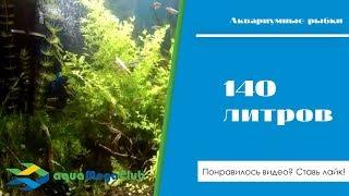 Аквариум 140 литров: суматранские и мшистые барбусы, кардиналы, анциструсы, китайские водорослееды.