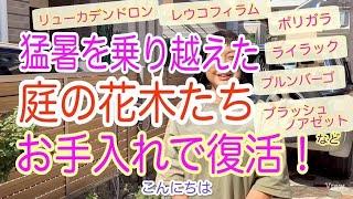 2024/10/23  異常な夏の暑さで、庭の花木がボロボロになったとお客様からご連絡があり、見に行ってみました。意外と元気、ギリギリセーフ、ダウン寸前、秋に向かってどれもお手入れをしていきましょう！