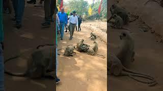 Mankey#and#short#vide #mani#YouTube#video