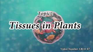 LRLO 07   Tissues in Plants