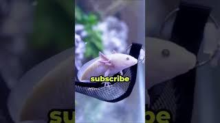 I Gave My Axolotl A Hammock 