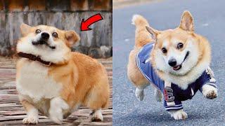 Funny and Cute corgi puppies videos compilation 2021 Cutest corgis Ever!