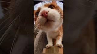 Funny animals 2023 - Funniest Cats and Dogs Video184 #shorts