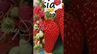 Клубника Азия  Сибирское здоровье