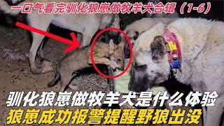 馴化一匹狼當牧羊犬是什麼體驗？（合辑）海外牧民馴養一匹狼加入牧羊隊伍，狼仔因為食物竟對看著他長大的牧羊犬發出警示#坎高犬 #牧羊犬 #狼群 #狼