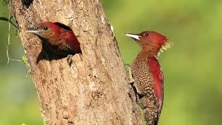 Banded Woodpecker@seletar