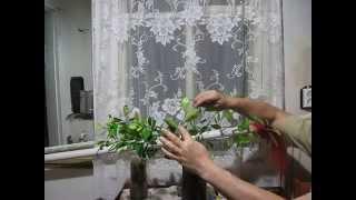 Формировка цитрусовых и любых деревьев