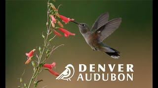 Denver Audubon. Where to take kids in Colorado; Birds, Nature,Hike,Lake. Отдых с детьми в Колорадо.