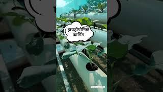 #hydroponics#modernagricuture#israel#water#youtubeshorts#shorts#farmer#irrigation#savewater#savearth