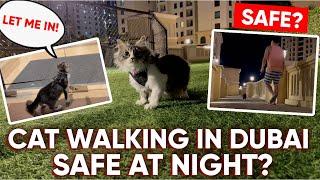 Walking Cat at Night in Dubai | Safe? | Catriona Gray Cat | Lance Alipio