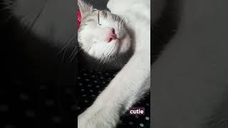 Cat Videos| #shorts #cutevideos #funnyvideos #catlovers #catloversclub #kittens #cat Subscribe video