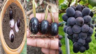 Growing black grape tree from grape at home,, how to grow grape tree step by step