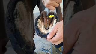What Happens If A Horse's Hoof Grows Larger?