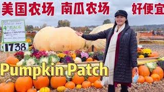 美国农场 南瓜农场 菜价好便宜  Carpinito Bros Pumpkin Patch & Corn Maze