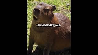 Dont EVER Disrespect Mr Capybara. #foryou #shorts  #funny #funnyshorts #capybara #animals #viral